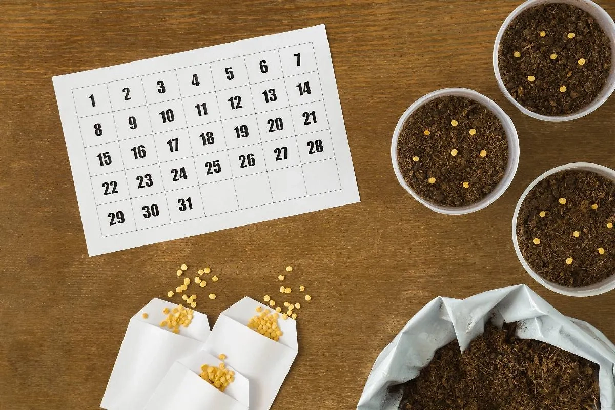 Календарь садовода на июнь 2025 года обещает нам много благоприятных дней, ведь наступило лето! Фото © Shutterstock / FOTODOM / FotoDuets