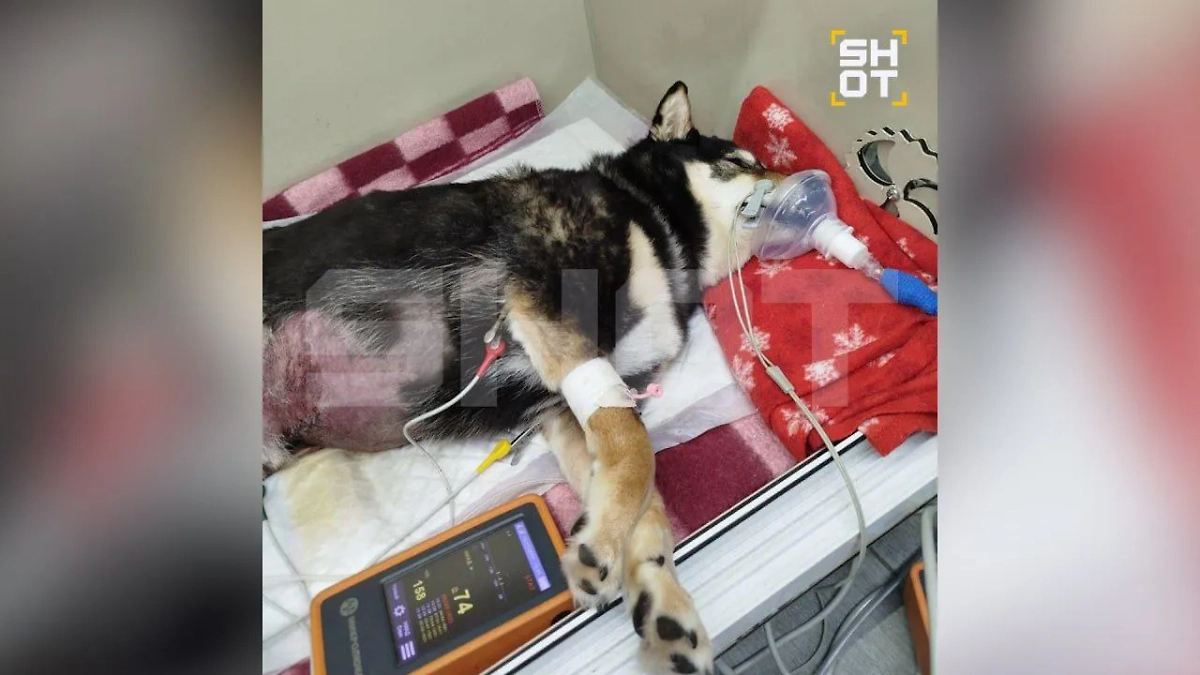 Спасти собак не смогли. Фото © SHOT