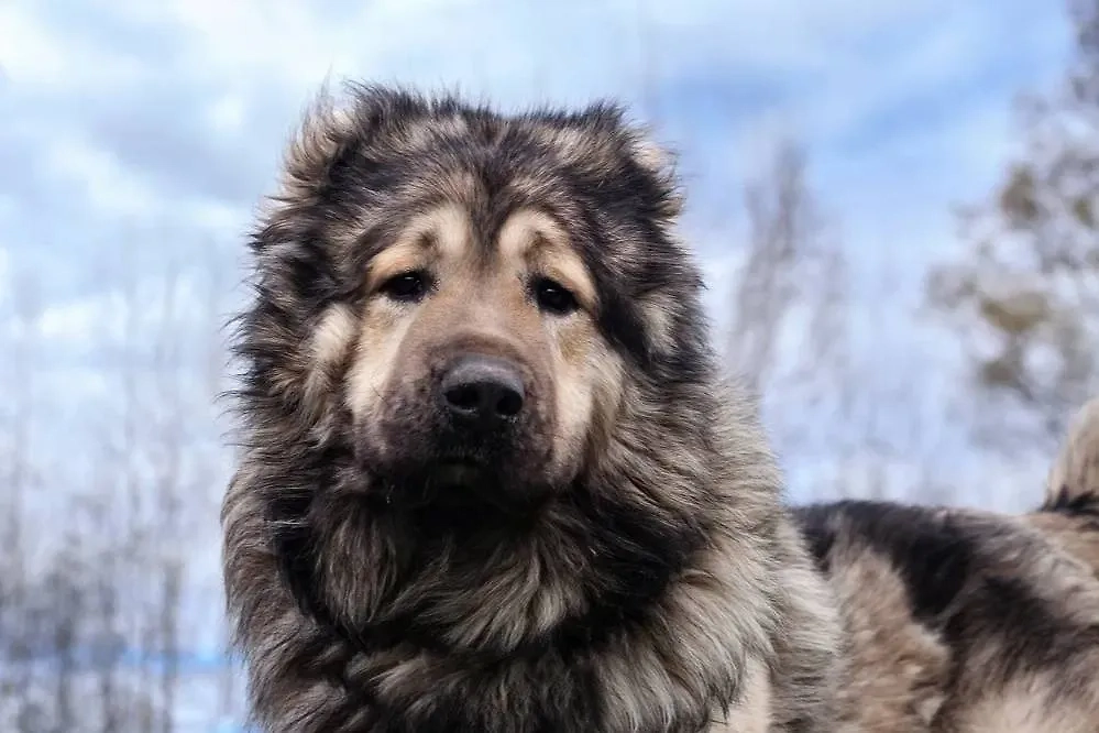 Кавказская овчарка в многоквартирном доме: проблемы содержания собаки крупной породы в квартире. Фото © Shutterstock / FOTODOM / Tatianasoba