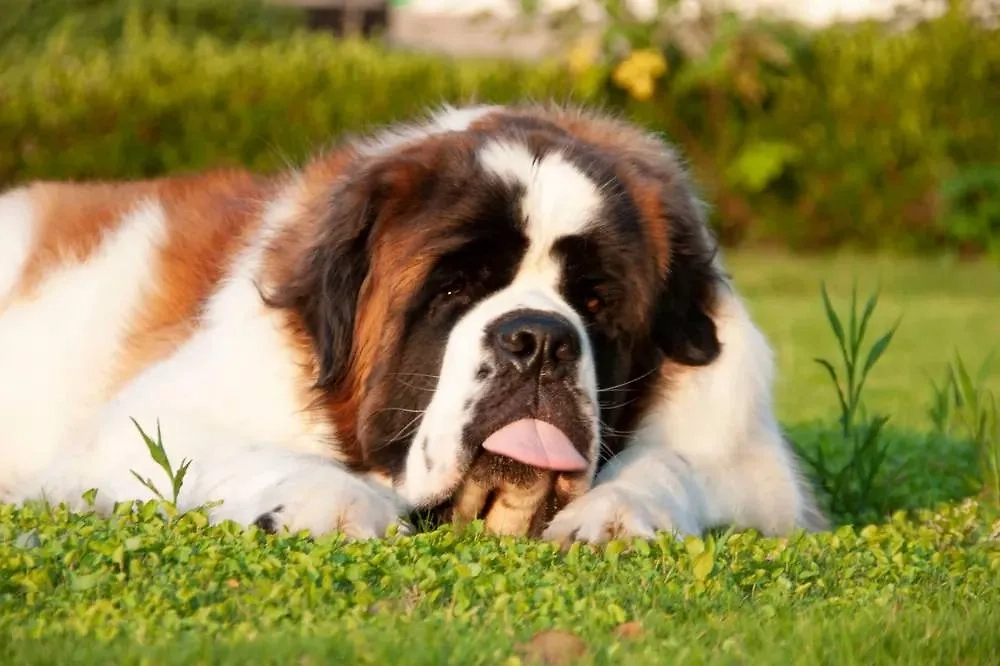 Сенбернар в многоэтажке: проблемы соседства с собакой-тяжеловесом в квартире. Фото © Shutterstock / FOTODOM / Gloria Hsiao