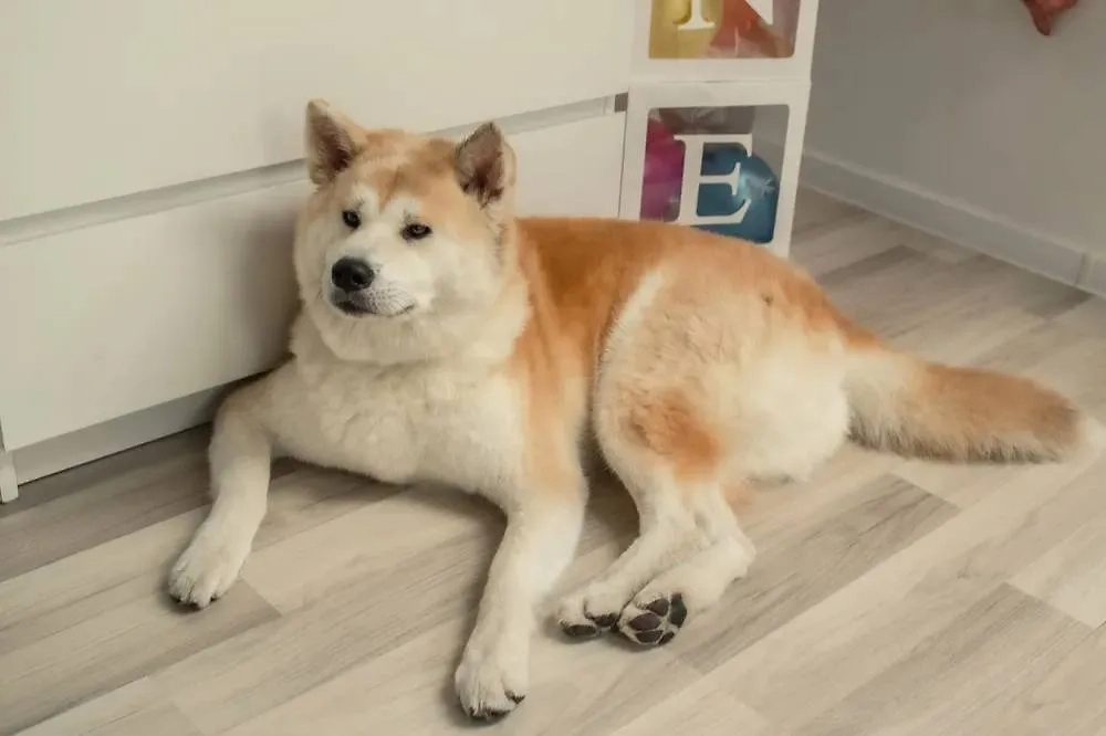 Акита-ину: почему эту японскую породу не рекомендуют заводить в квартире. Фото © Shutterstock / FOTODOM / Irina Satserdova