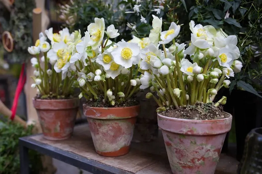 Морозник может зацвести даже на Рождество. Этот первоцвет красив и ярок. Фото © Shutterstock / FOTODOM / Marie Shark