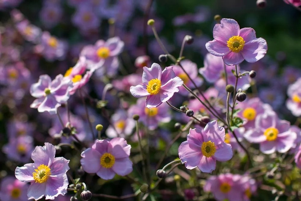 Первоцвет ветреницу называют анемоной неспроста — она похожа на морскую звезду. Фото © Shutterstock / FOTODOM / Mira Drozdowski