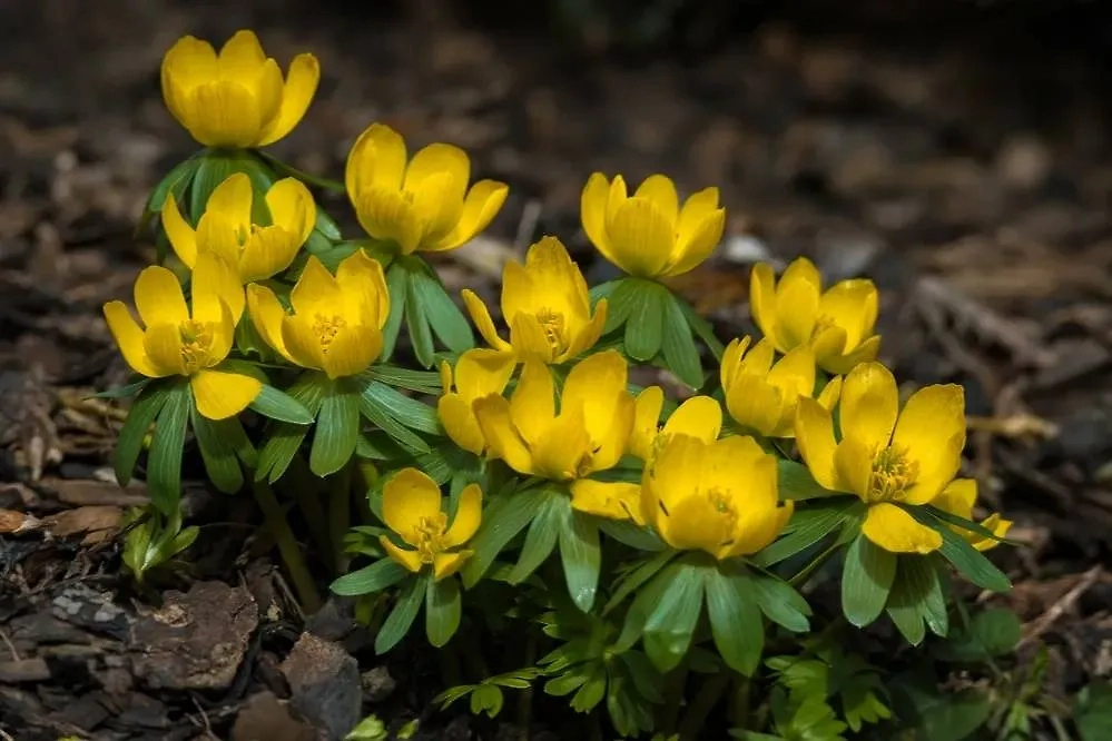 Эрантис, он же весенник, цветёт ранней весной. Этот первоцвет относительно легко высаживать. Фото © Shutterstock / FOTODOM / Mike Hoeri