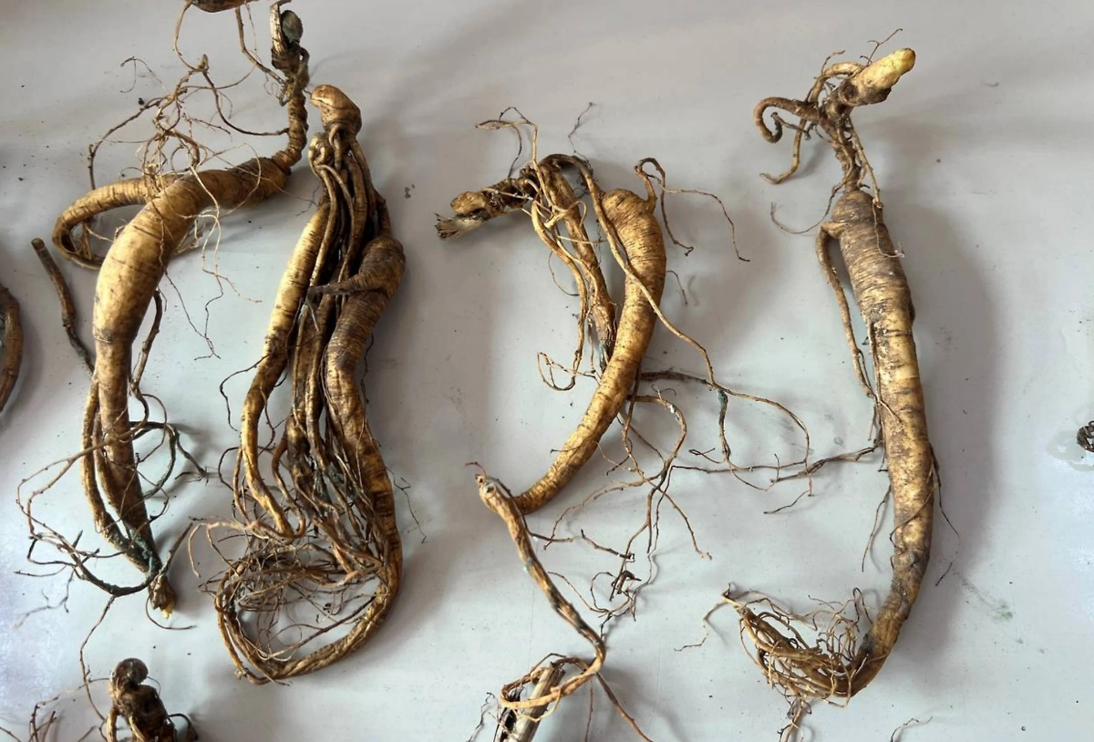 Женьшень. Фото © ФТС России