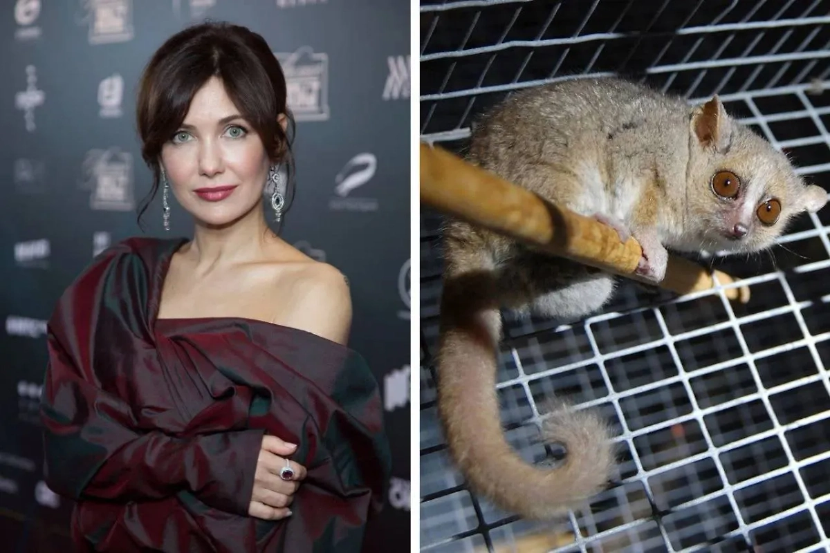 Екатерина Климова завела себе карликового лемура. У неё с питомцем есть общий предок, это нотарктус. Фото © Wikipedia / Gabriella Skollar, © ТАСС / Вадим Тараканов