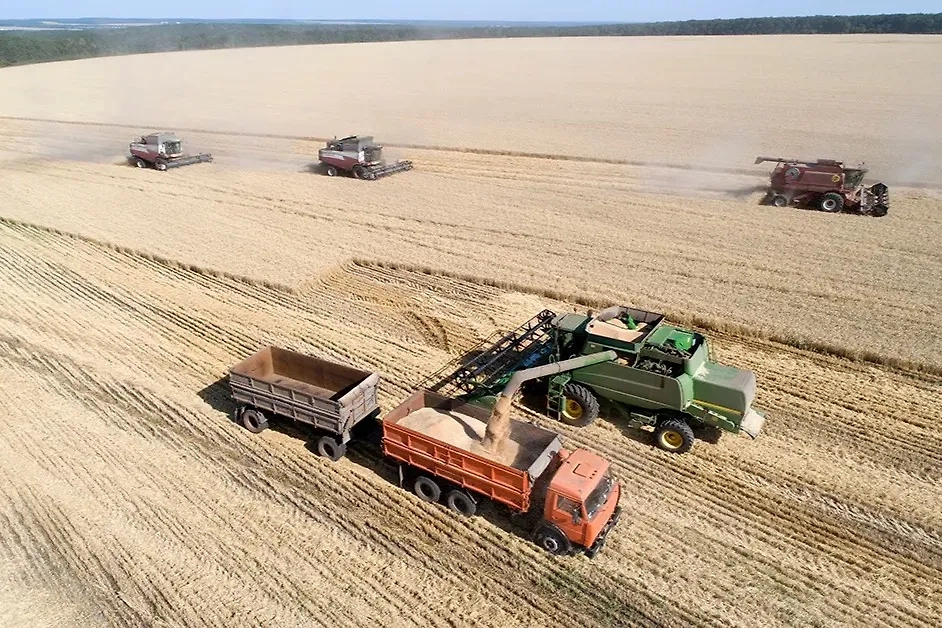 Отгрузка зерна на пшеничном поле. Фото © ТАСС / Николай Гынгазов