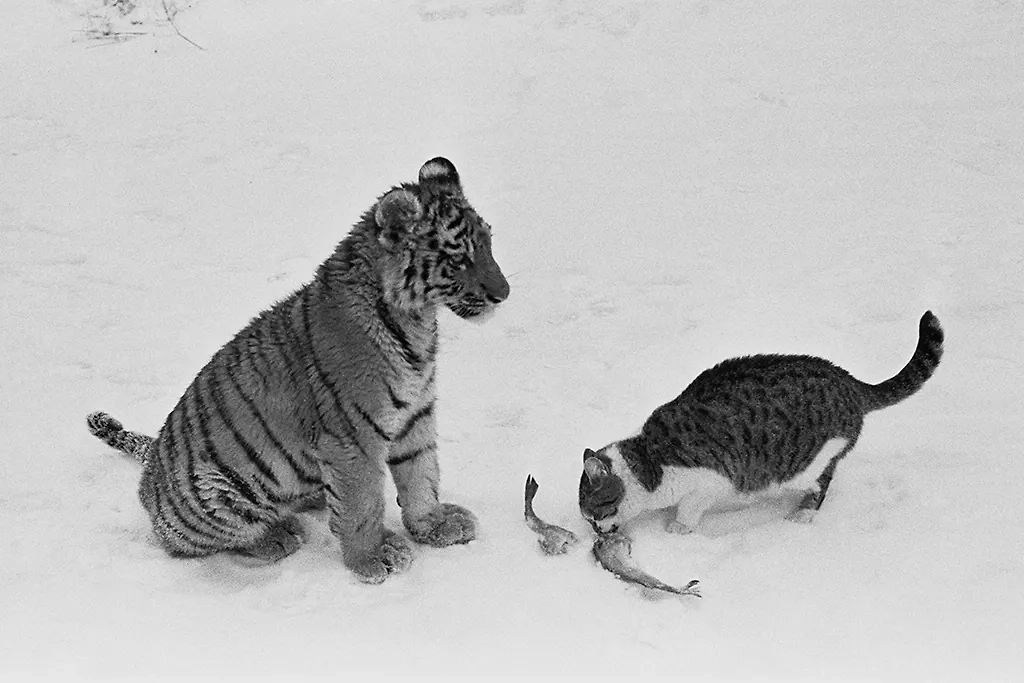 Советские коты на фото: какими были пушистые питомцы в эпоху дефицита. Фото © ТАСС / В. Тарабащук 