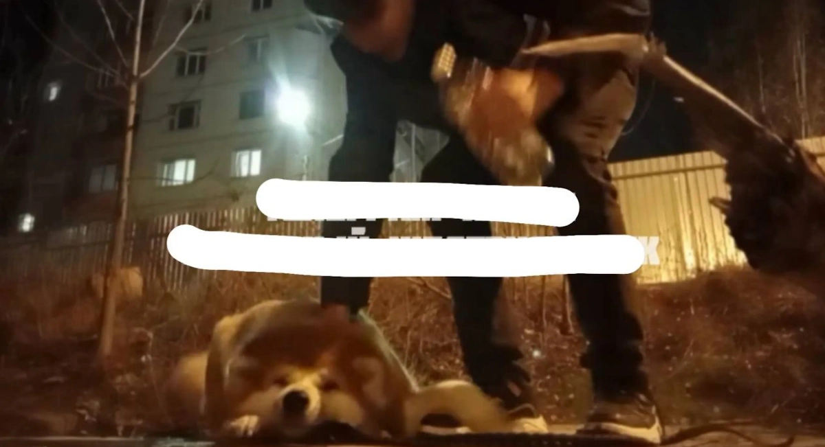 Кадры издевательств над псом оказались в Сети. Фото  © Telegram / Екатерина Мизулина