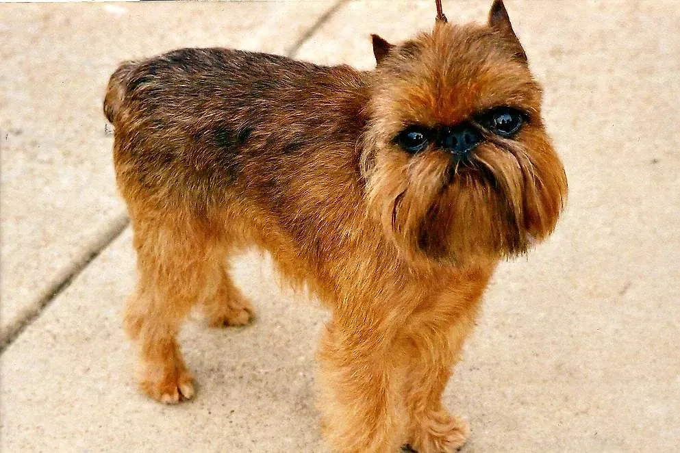 Брюссельский гриффон. Фото © Wikipedia / Dan9186