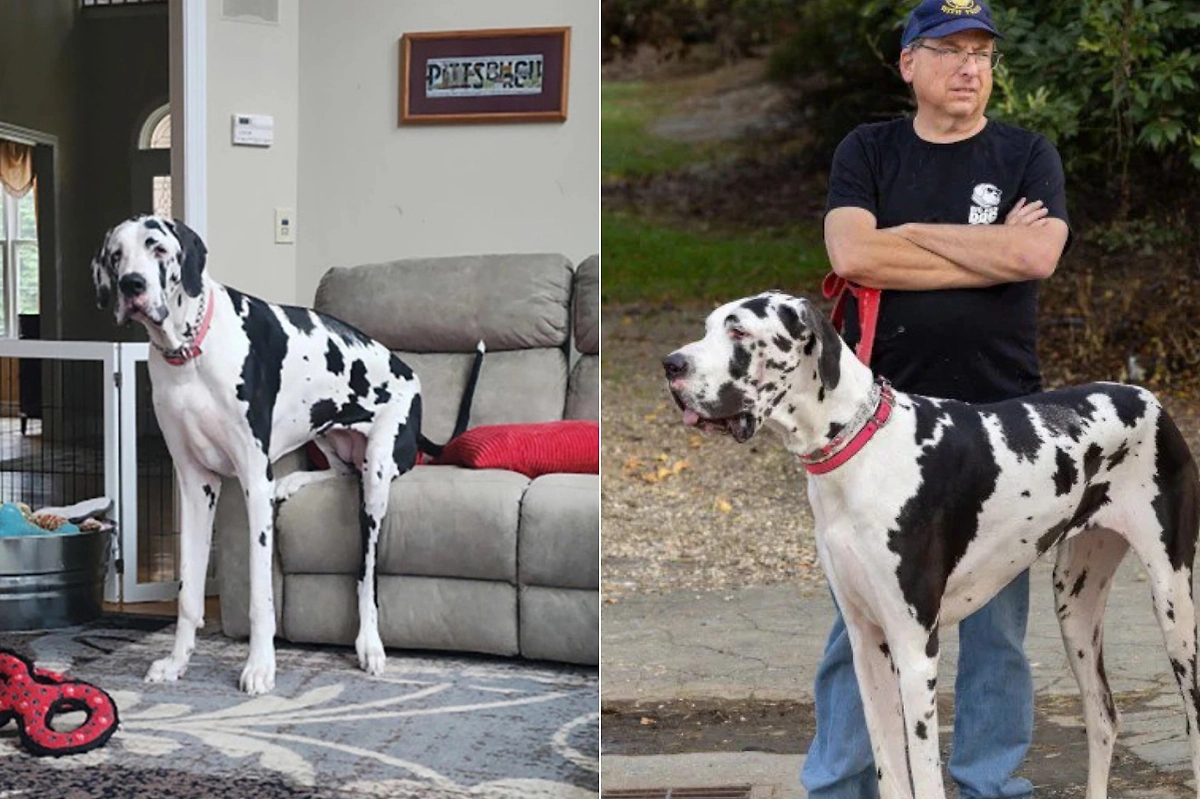 Самая большая собака. Фото © Сайт Книги рекордов Гиннесса