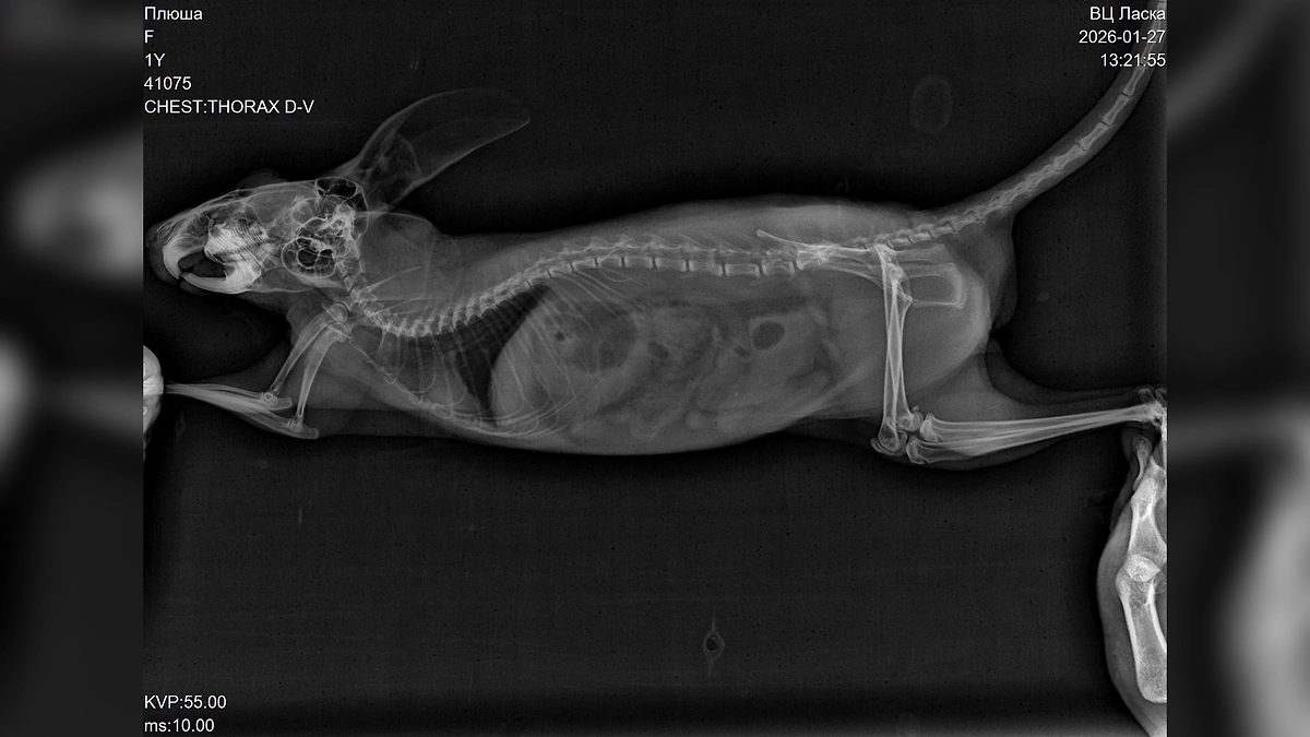 Дима Билан сообщил о смерти своей шиншиллы Плюши. Фото © Telegram / Билан - live