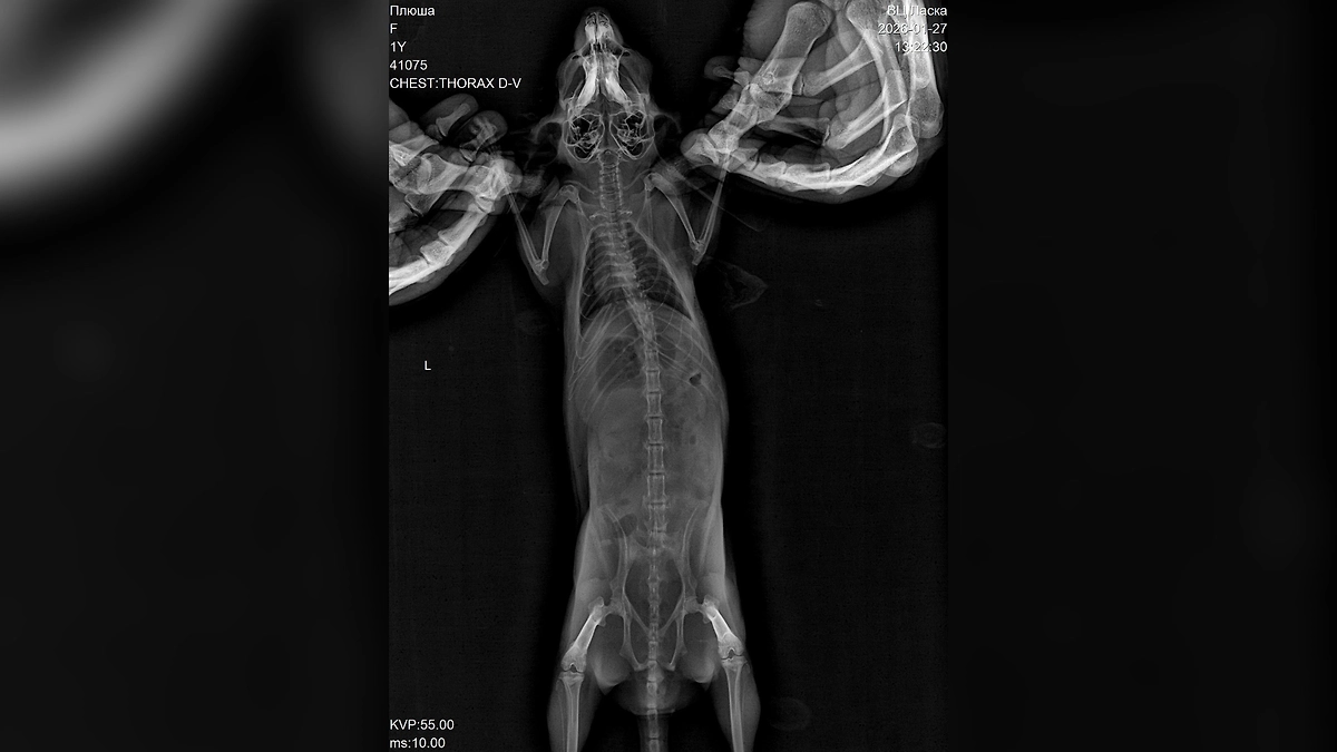 Дима Билан сообщил о смерти своей шиншиллы Плюши. Фото © Telegram / Билан - live