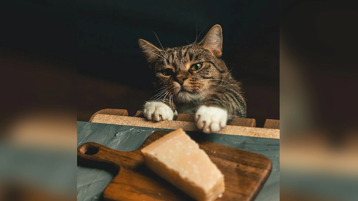 Фото © Reddit / AccidentalRenaissance