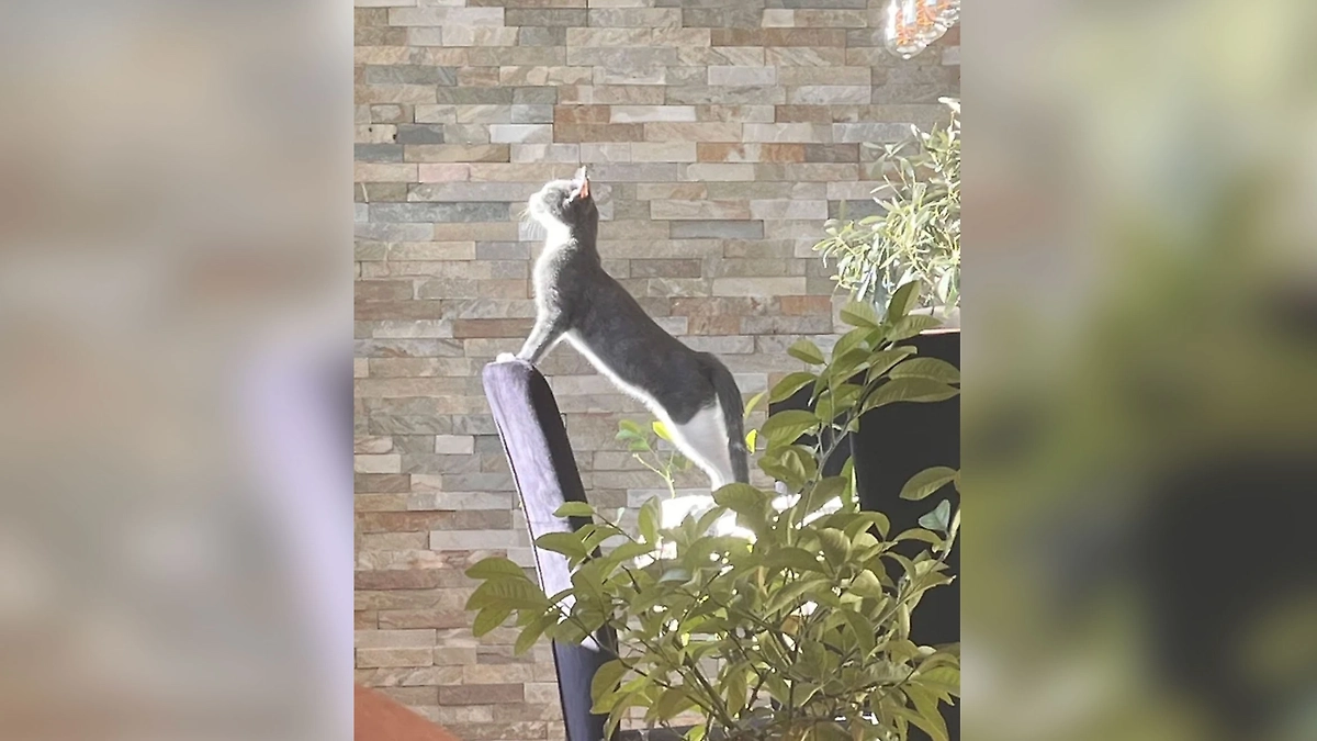 Фото © Reddit / verseaulitaire