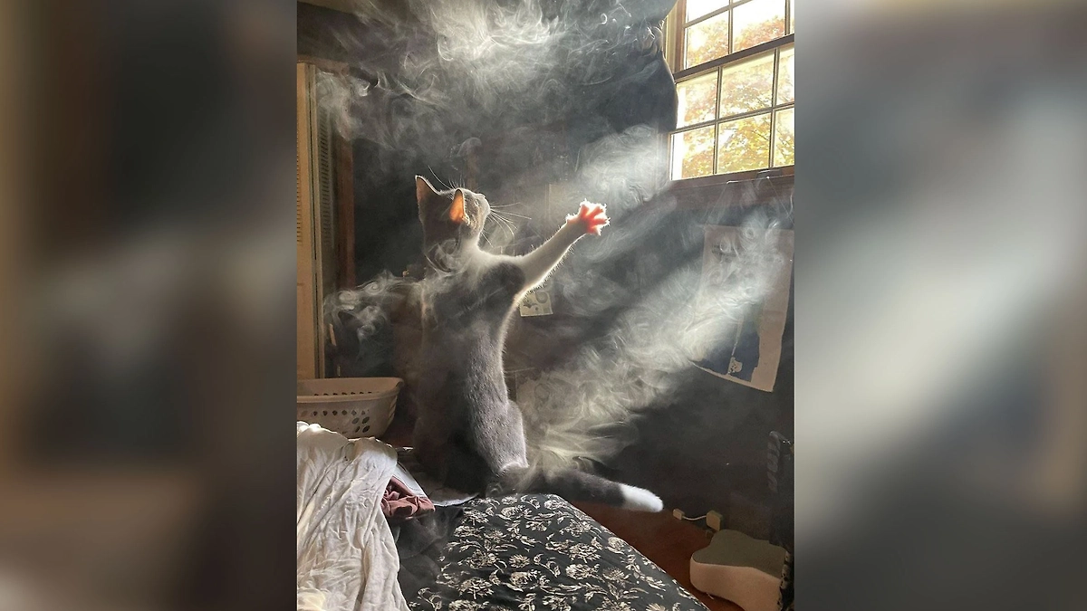 Фото © Reddit / frituurgarnituur