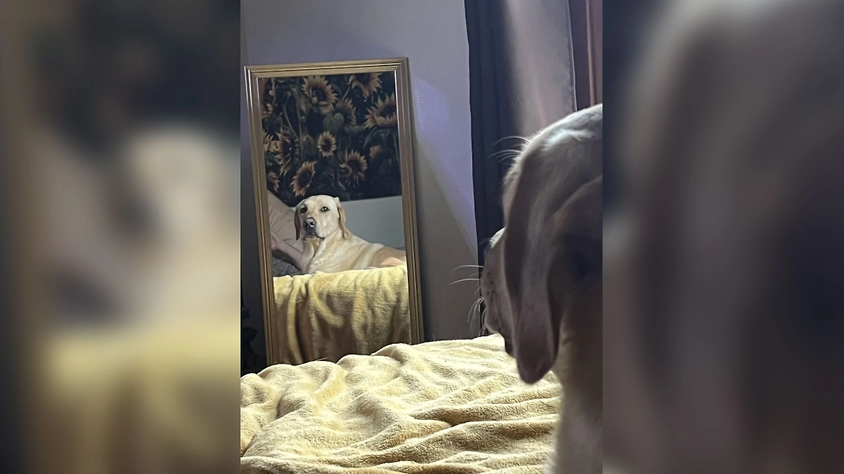 Фото © Reddit / fshlady