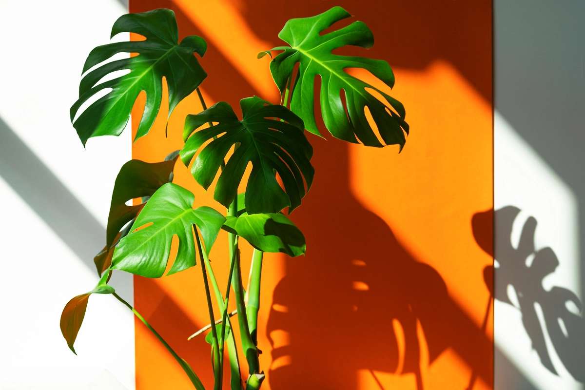 Фото © Shutterstock / FOTODOM / Sozina Kseniia