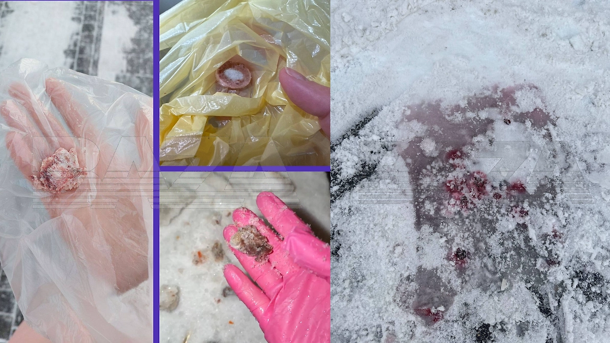 Отрава, которую догхантеры раскидывают по дворам в Москве. Коллаж © Baza