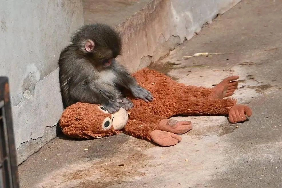 Брошенный матерью детёныш макаки Панч нашёл утешение в мягкой игрушке. Фото © X / Leeynn 