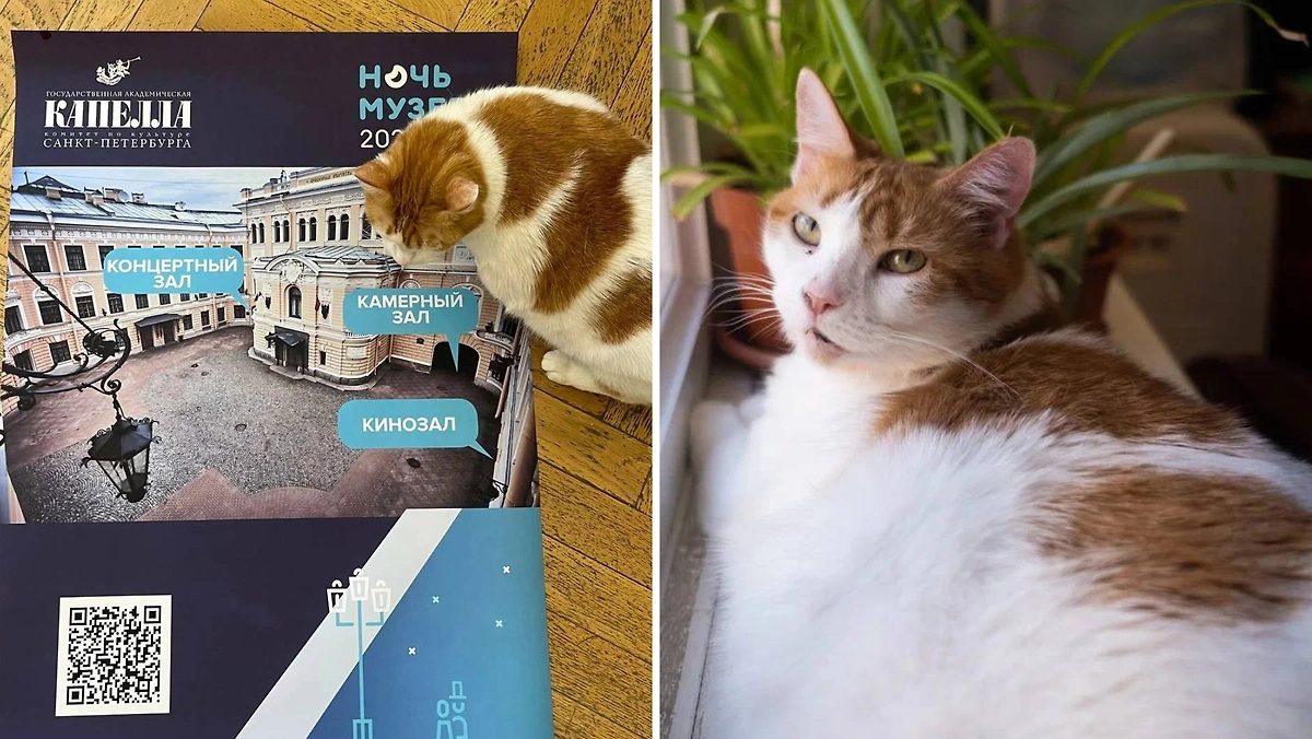 Анжелина — старший и единственный «мяучный» сотрудник концертного отдела Капеллы Санкт-Петербурга. Фото © Telegram / Капелла Санкт-Петербурга