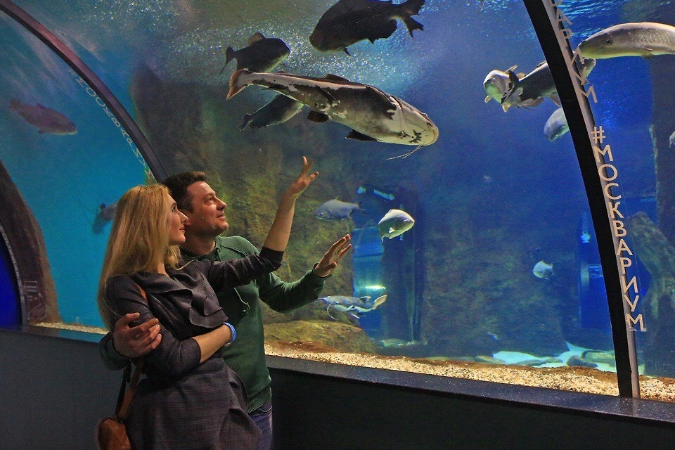 В «Москвариуме» можно увидеть акул. Фото © VK / Москвариум