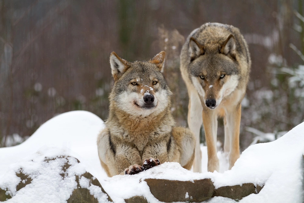 Фото © Shutterstock / FOTODOM / kochanowski