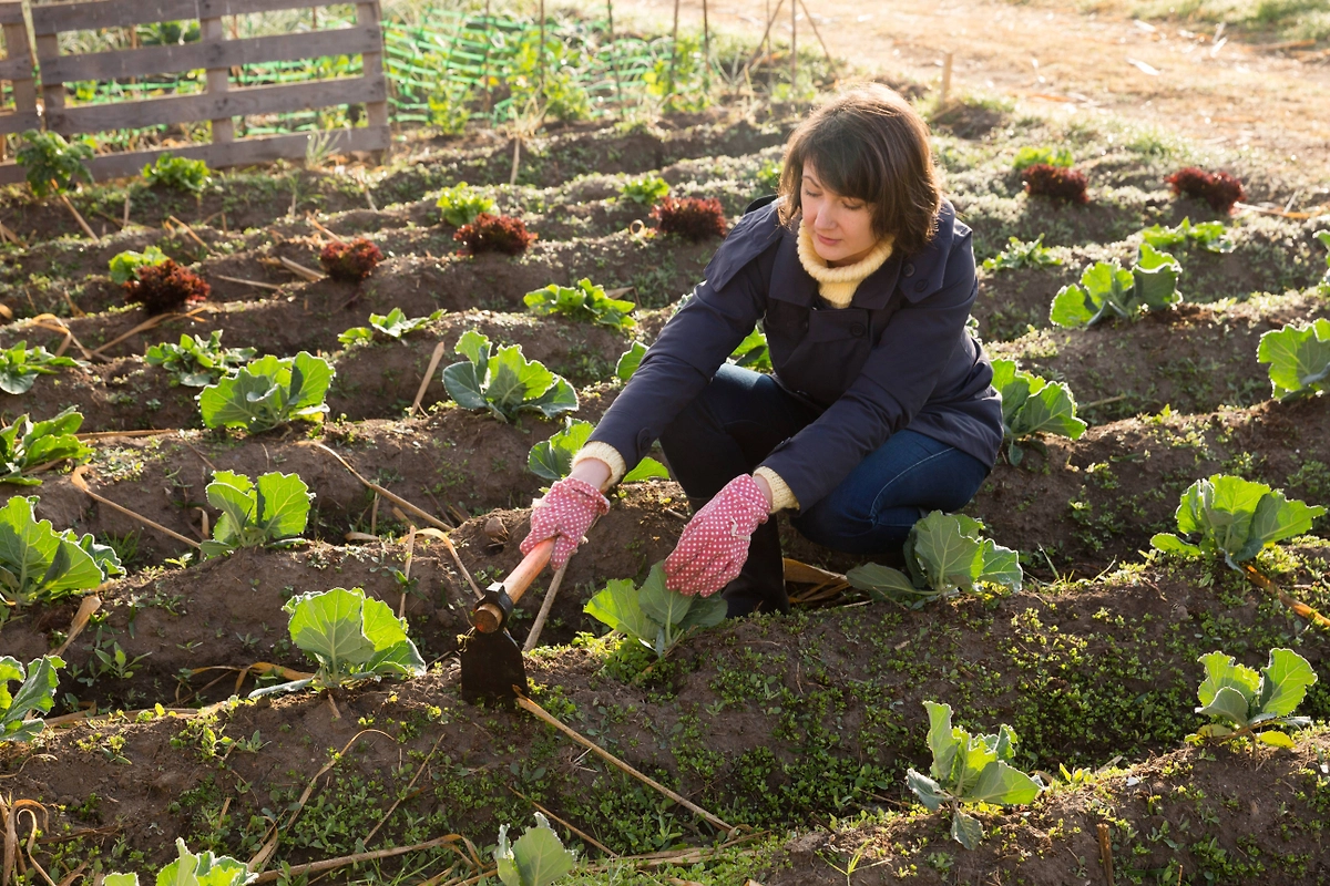 Лунный календарь садовода и огородника на март 2026: все важные даты. Фото © Shutterstock / FOTODOM / BearFotos
