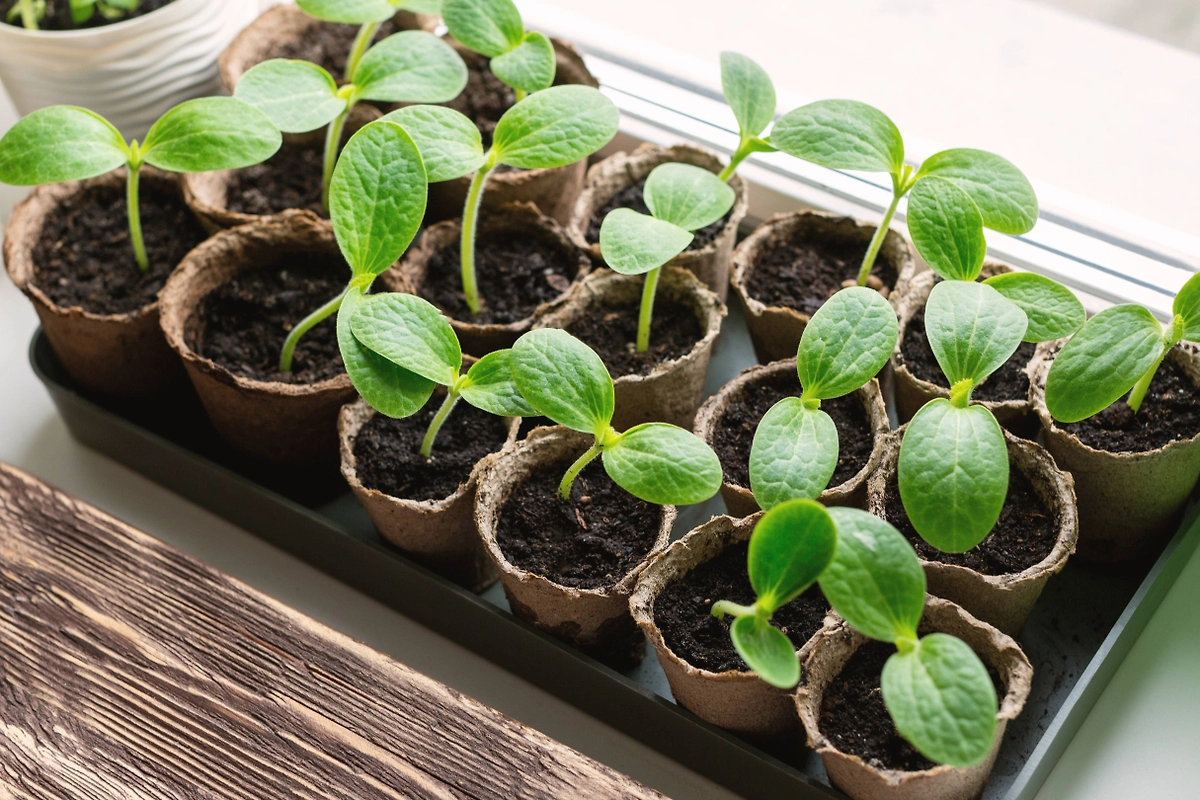 Когда сажать рассаду в марте 2026 по лунному календарю. Фото © Shutterstock / FOTODOM / n.k.junky