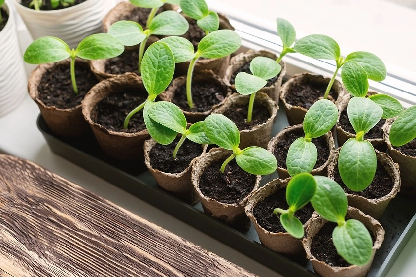 Работы в саду и огороде в феврале 2026: лунный календарь. Фото © Shutterstock / FOTODOM / n.k.junky