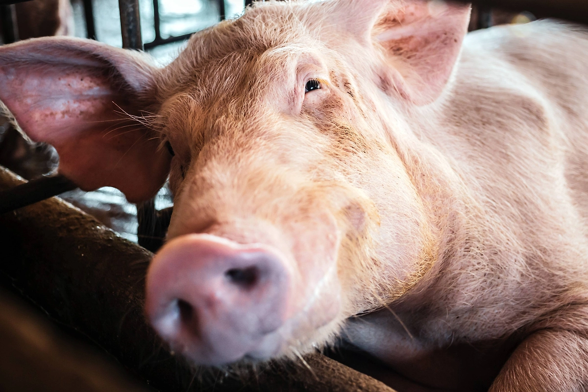 Свиньи и алкоголь: как животные реагируют на этанол. Фото © Shutterstock / FOTODOM / Narong Khueankaew