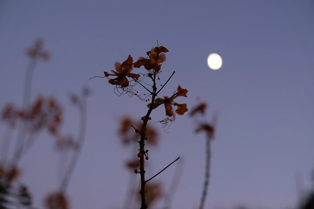 Когда сажать рассаду в феврале 2026: благоприятные дни по лунному календарю. Фото © Shutterstock / FOTODOM / Colby Villa