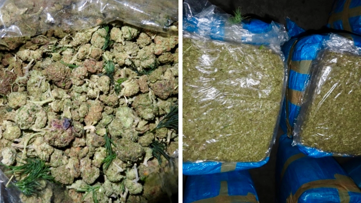 Более 122 кг марихуаны изъяли дагестанские таможенники из фуры Азербайджана. Фото © Пресс-служба Северо-Кавказского таможенного управления