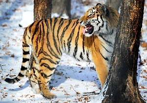 Тигр-убийца терроризирует жителей села в Приморье