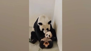 Московский зоопарк показал поцелуй Диндин и дочки-панды