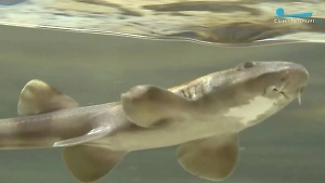 В Петербурге построили детсад для акулят и многоквартирный дом для мурен