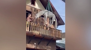 Белоснежного "Пегаса" по воздуху спасли из затопленного дома в Оренбурге