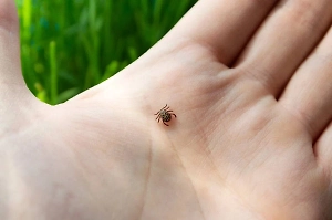 Профессор развеял популярные мифы о клещах