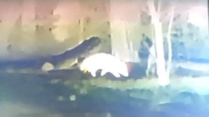 Енотовидная собака по ночам наводит суету на позициях десантников в зоне СВО