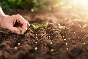 Россиянам рассказали, как вырастить богатый урожай свёклы и моркови