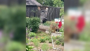 Сахалинец прогнал лопатой медведя, который накинулся на дачницу