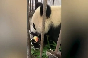 Московский зоопарк показал видео с маленькой Дин-Дин в честь её дня рождения