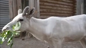 Подаренный Путину северный оленёнок похвастался первыми рожками в вотчине Деда Мороза