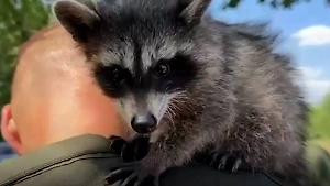 В подразделение ВДВ Армии России вступил енот по кличке Жулик