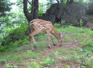 Оленёнок «‎Бэмби» попался в фотоловушку у ручья под Хабаровском