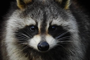 Дикий енот вломился в квартиру жительницы Кузбасса и попал на видео