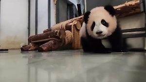 Панда Катюша впечатлила россиян спортивными успехами, отработав кувырок