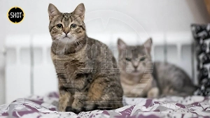 Чудом избежавшие смерти кошки экс-жены Ефремова сейчас живут в питомнике