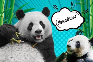 Тест: Только истинные фанаты панды Катюши смогут отличить её от других панд на этих кадрах