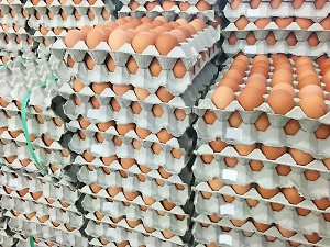 РФ стала лидером в рейтинге доступности яиц среди стран G20, США в конце списка